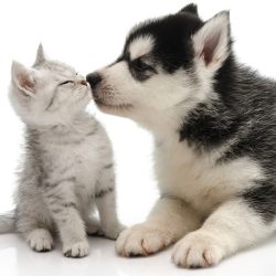 PETS Dog/Cat Medical Check Up At Al Raha Veterinary Clinic shop at Dubai Mega Deals - online shopping deals and discount shop