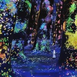Museums TeamLab Phenomena Abu Dhabi – Museums shop at Dubai Mega Deals - online shopping deals and discount shop